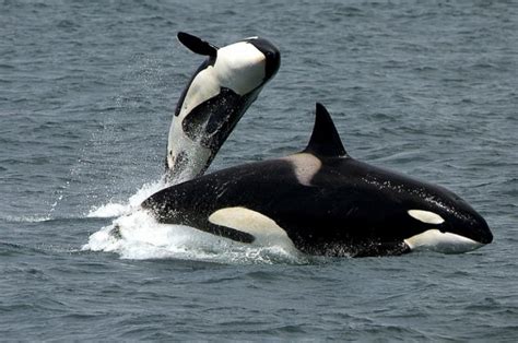 D A Mundial De Las Orcas