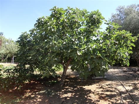 El Terrao Dos Urbanitas En El Campo Higueras E Higos