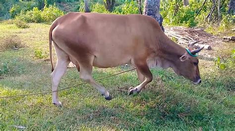 Cow Philippine Native Cow Live Youtube