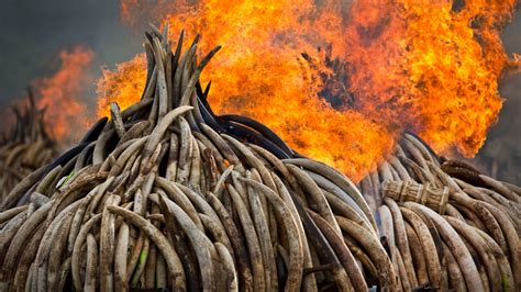 Kenya Burns Massive Ivory Pile To Protest Poaching Abc7 Chicago