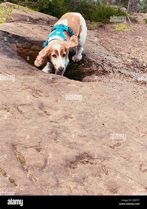 Digging Dog Hi Res Stock Photography And Images Alamy