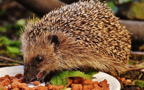 Faut Il Donner Manger Aux H Rissons Lpo Ligue Pour La Protection