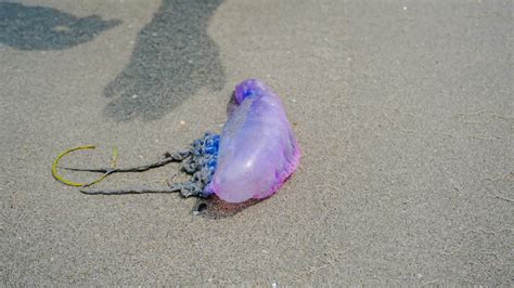 Fragata Portuguesa La Peligrosa Especie Marina Que Llega A Las Playas