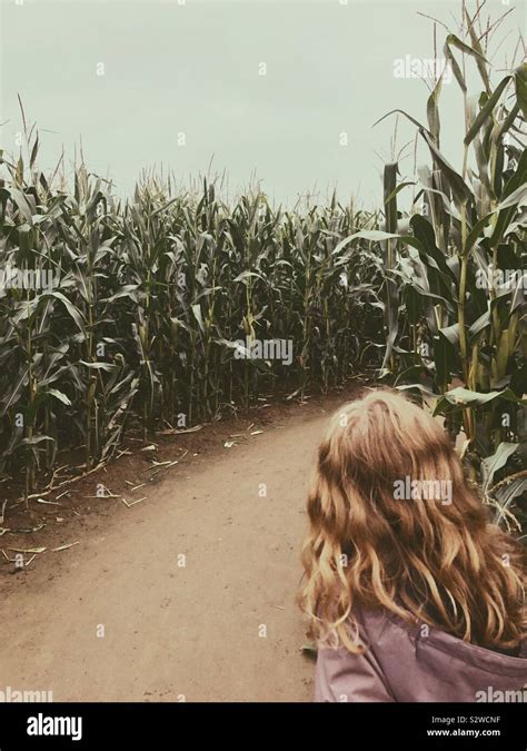 An 8 year old Girl peeping round corner in a Corn/maize maze in ...