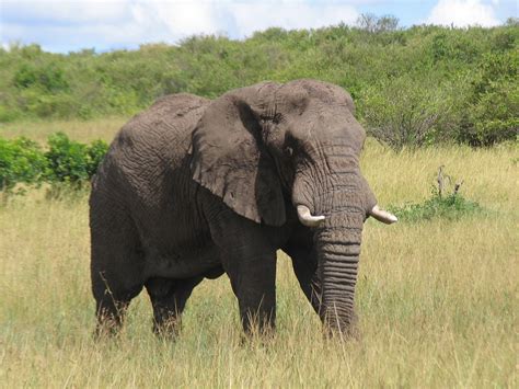 Elephant Masai Mara Free To Use Images