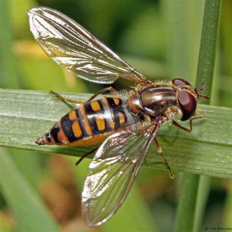 Hoverfly Episyrphus Balteatus Female Tim Ransom Flickr