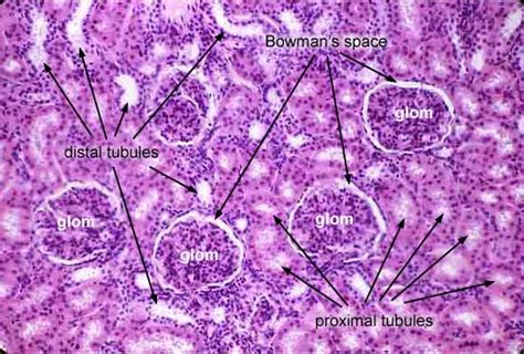 normal kidney histology