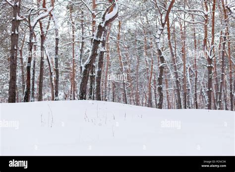 Winter pine forest in Europe Stock Photo - Alamy