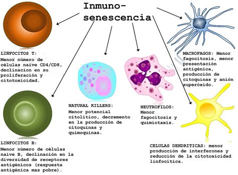 Inmunosenescencia