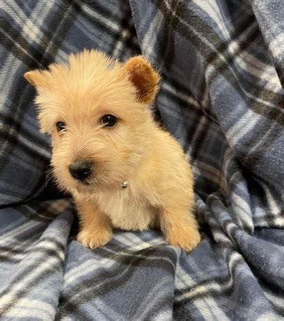 Scottish Terrier Puppies for Sale:, Dallas