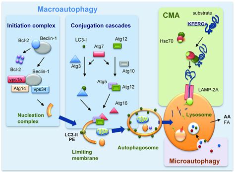 Molecular Components Of Mammalian Autophagic Pathways Scheme Of Three