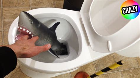 Baby Shark In The Toilet Will It Flush 🐟 Youtube