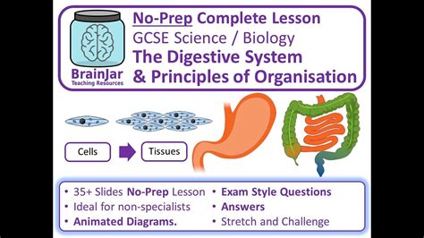 Digestive System And Principles Of Organisation Aqa Gcse Biology