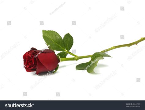 Rose Lying Down Images Stock Photos Vectors Shutterstock