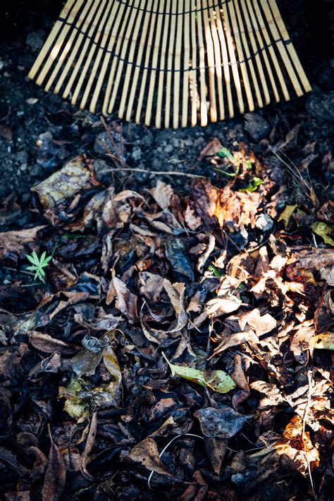 Tips Om Je Tuin Winterklaar Te Maken