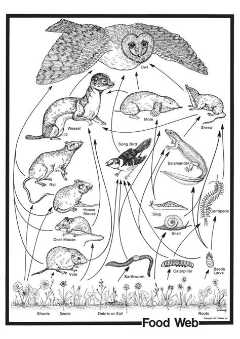 Barn Owl Food Chain - JorgeropWalls