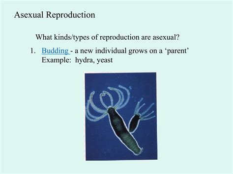 Ppt Asexual Reproduction And Mitosis Notes Powerpoint Presentation Id3094143