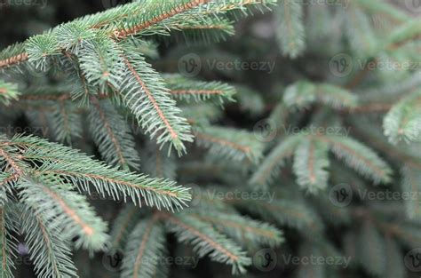 Branches Of Blue Or Prickly Spruce Picea Pungens Close Up Outdoors