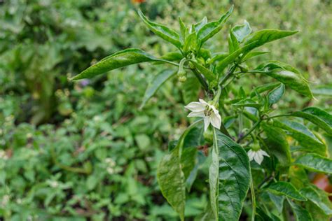 "Paprika Plant" Images – Browse 131 Stock Photos, Vectors, and Video | Adobe Stock