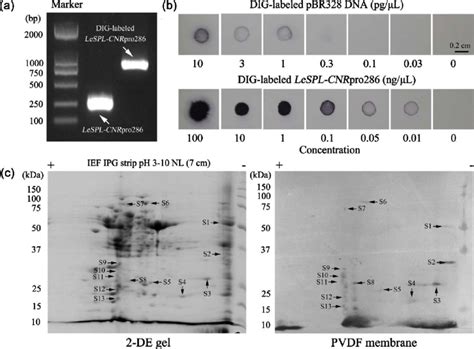 Digoxigenin Labeled LeSPL CNRpro286 Probes A Determination Of