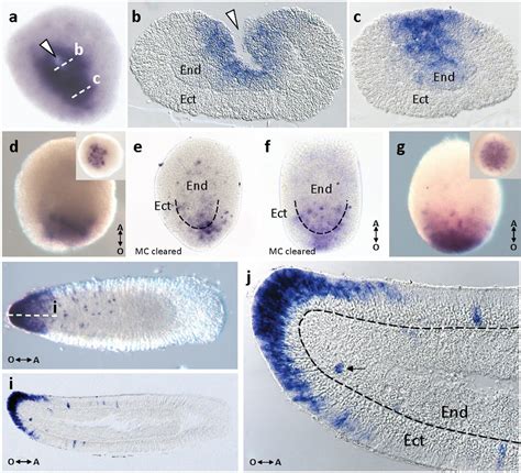 Publication - CIBSS Centre for Integrative Biological Signalling Studies