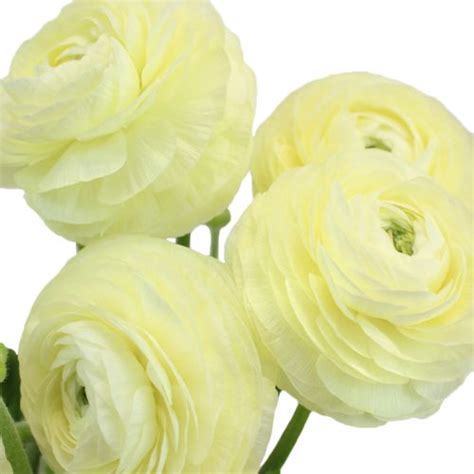 Creamy White Italian Cloony Ranunculus Ranunculus