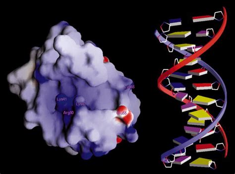 Crystal Structure Of The Dna Binding Domain Of Mbp A Transcription