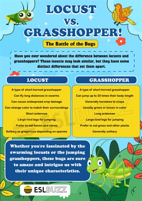 Locust Vs Grasshopper Spot The Difference And Impress Your English