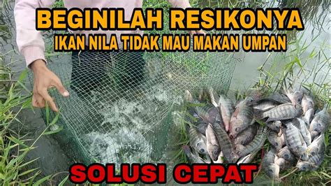 Beginilah Resiko Ikan Tdak Mau Makan Umpan Youtube