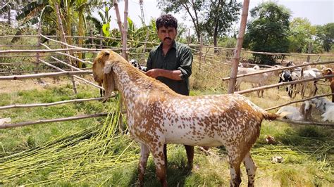 Makhi Chena Bakre Tadday Khasi Bakre Qurbani Bakra Eid Sindhi