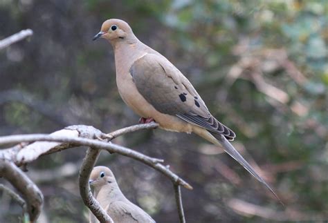 Mourning Dove 2264x1544 Wallpaper