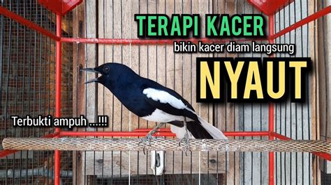 Kacer Gacor NGEPLONG TARUNG Ini Paling AMPUH Buat PANCINGAN KACER Agar