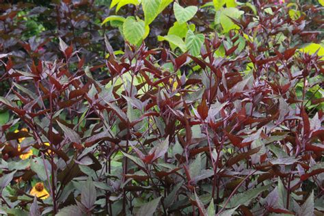 Ageratina altissima 'Chocolate' – Ballyrobert Gardens