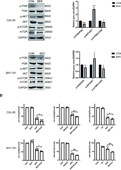 Figure 2 From Berberine Exhibits Antitumor Effects By Activating