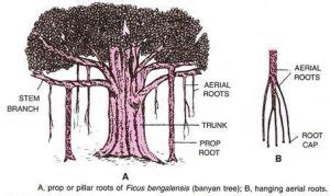 Adventitious Root System: Types, Modifications and Examples – StudiousGuy