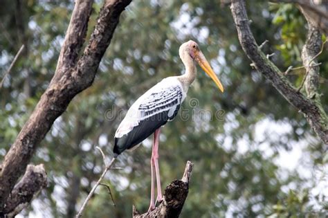 Painted Stork Mycteria Leucocephala In A Mangrove Forest Stock Photo