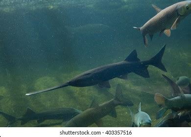 Paddlefish: Over 194 Royalty-Free Licensable Stock Photos | Shutterstock