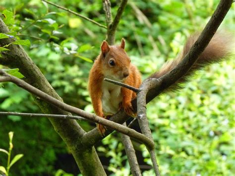 Birding For Pleasure Red Squirrels On Isle Of Wight