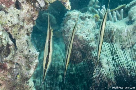 Aeoliscus Strigatus Jointed Razorfish Reef Life Survey