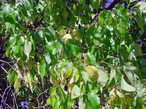 Vascular Plants Of The Gila Wilderness Maclura Pomifera