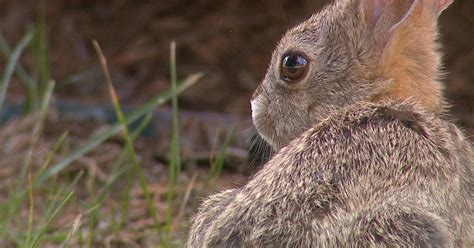 Colorado Sees 2nd Highest Number Of Rabbit Fever Cases Since 1983 Cbs