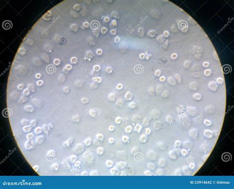 HeLa Cells Stock Photography - Image: 23914642