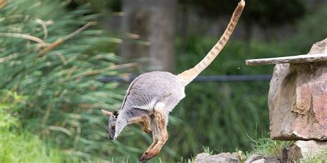 Yellow-footed Rock-wallaby - Meet our loveable wallabies at Adelaide Zoo