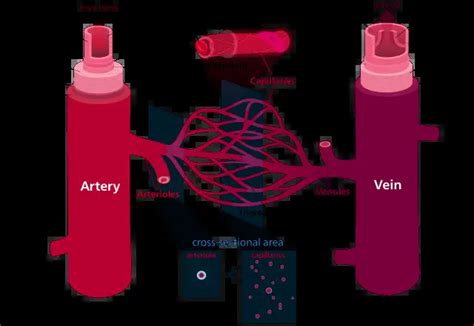 Differences Between Arteries And Veins Arteries Vs Veins