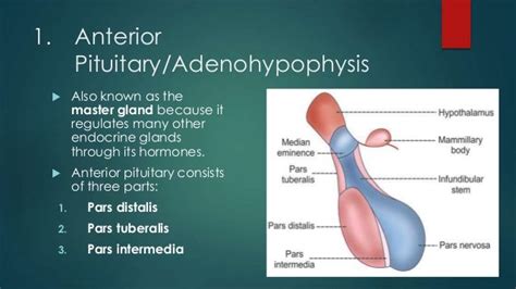 Anatomy Of The Pituitary Gland