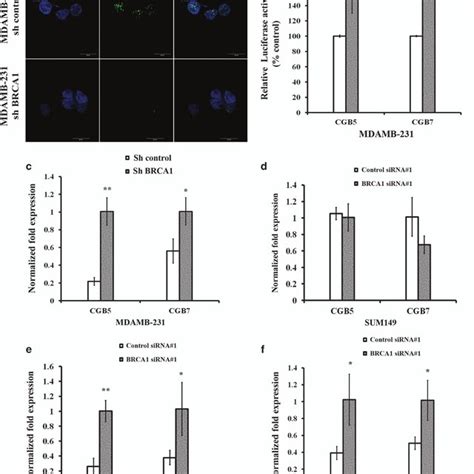 Loss Of Brca Transcriptionally Induces Hcg Expression In Different