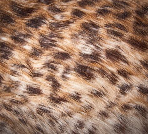 Cheetah Texture Background Fur Stock Image Image Of Leopard Furry