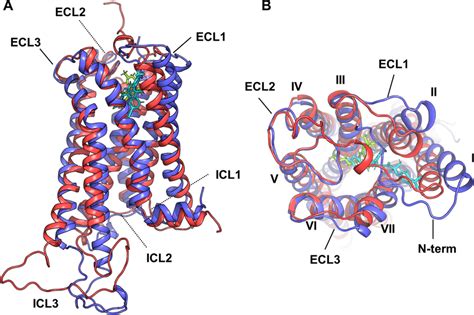 Overall structures of CB1 receptors. Structure of CB1 (A) in side view ...