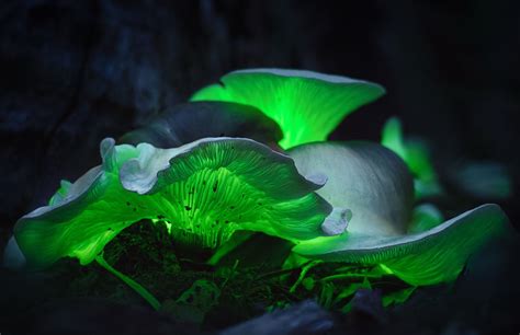 Mycena Chlorophos Caracter Sticas Del Hongo Luminoso