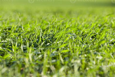 green grass, close up 9772997 Stock Photo at Vecteezy